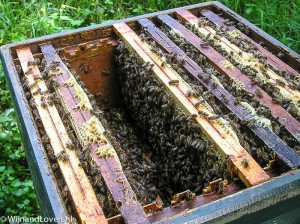 Een gezonde bijenkast met bijen en raten