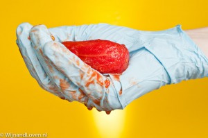 Conceptfoto voor genetisch gemodificeerd voedsel: een hand in een latex handschoen draagt een tomaat.