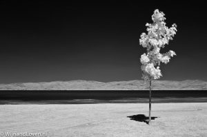 Infraroodfoto van een eenzame boom in Italië.