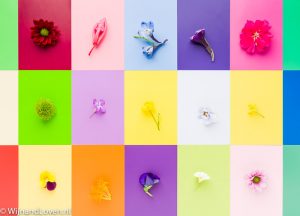 Kleurenkaartje - met bloemen.